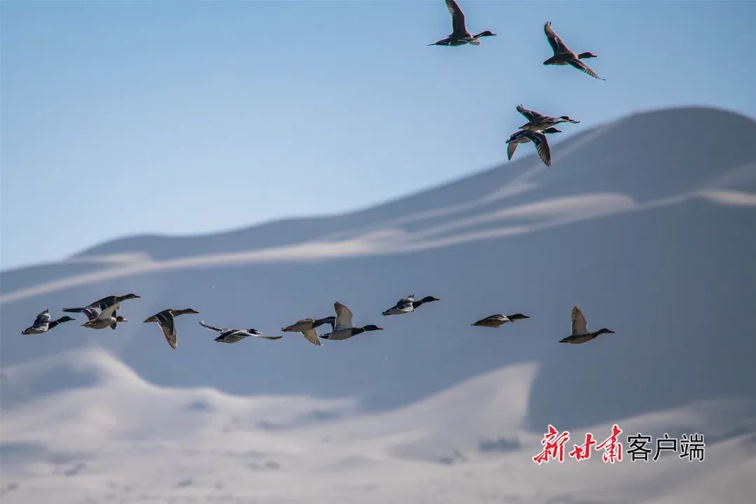 敦煌党河湿地野鸭