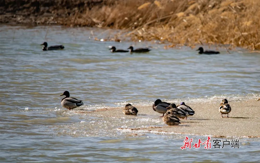 敦煌党河湿地野鸭