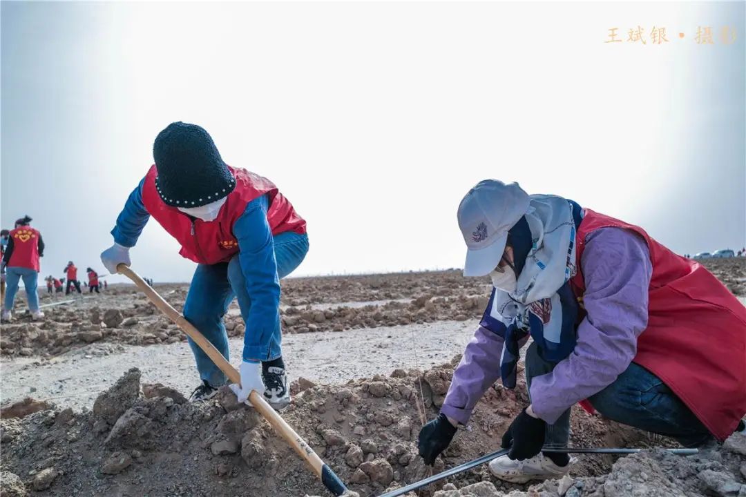 敦煌文旅系统春季植树绿化戈壁荒滩