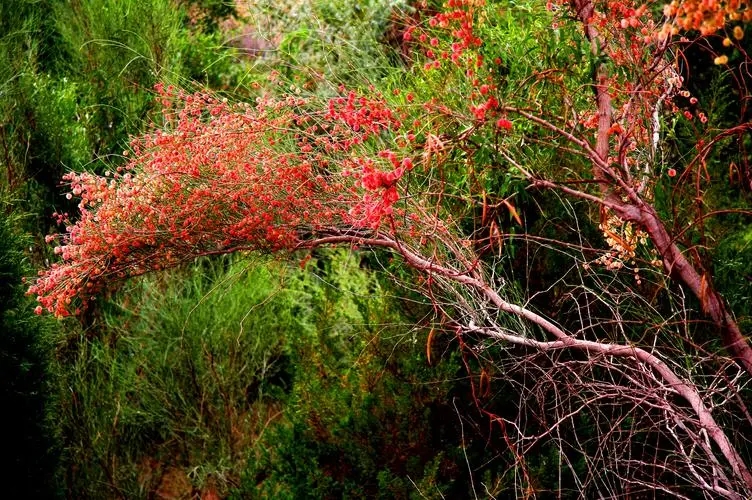 u=4038801886,2191847236&fm=253&fmt=auto&app=138&f=JPEG.webp.jpg