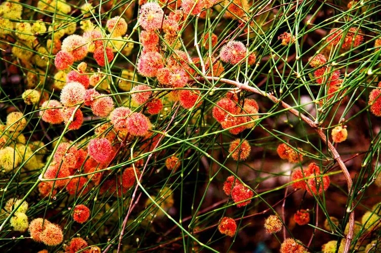 u=2620918846,942504825&fm=253&fmt=auto&app=138&f=JPEG.webp.jpg