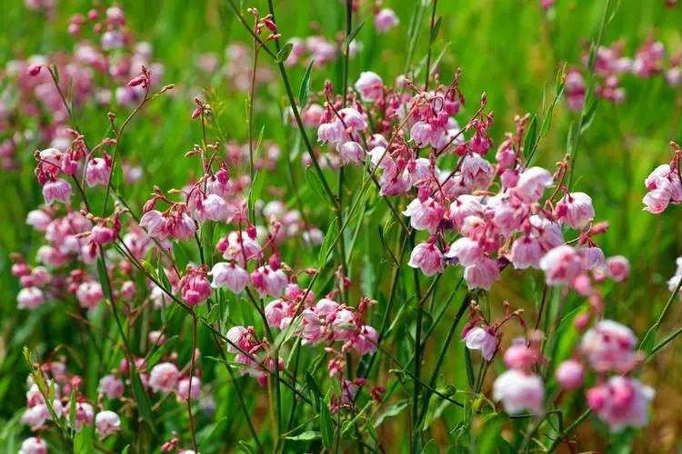 u=3292662720,3234597469&fm=253&fmt=auto&app=138&f=JPEG.webp.jpg