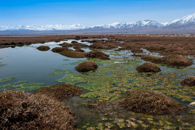 敦煌西湖湿地