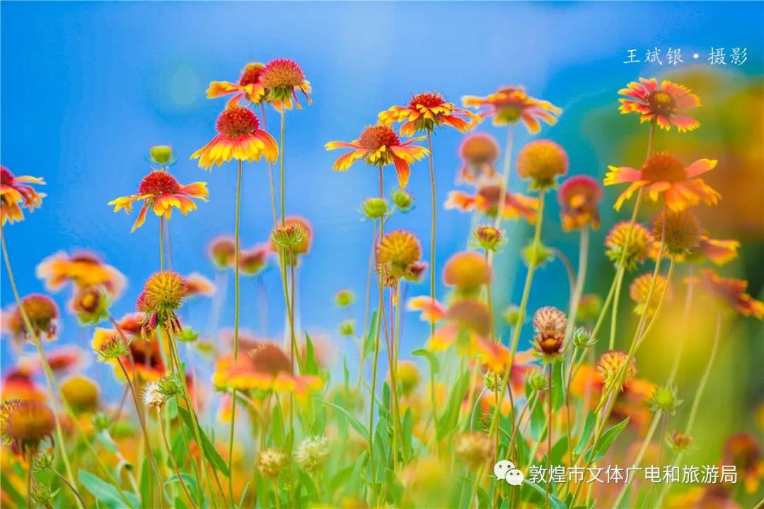 敦煌美景